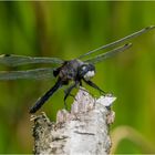 Die Große Moosjungfer - Leucorrhinia pectoralis - 4 -