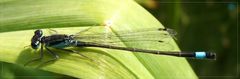 Die Große Pechlibelle (Ischnura elegans)