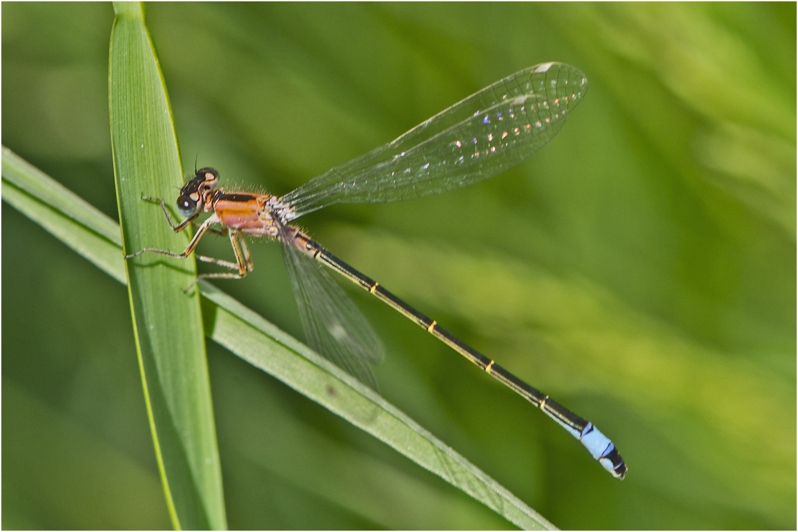 Die Große Pechlibelle (Ischnura elegans) . . .