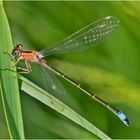 Die Große Pechlibelle (Ischnura elegans) . . .