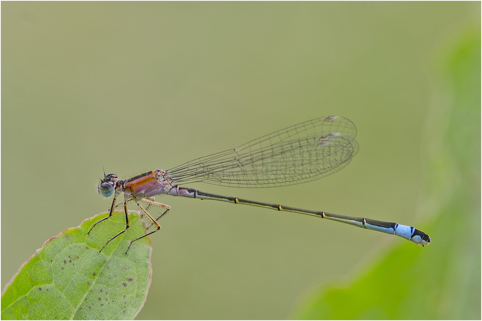 Die Große Pechlibelle (Ischnura elegans) . . .