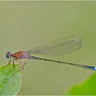 Die Große Pechlibelle (Ischnura elegans) . . .