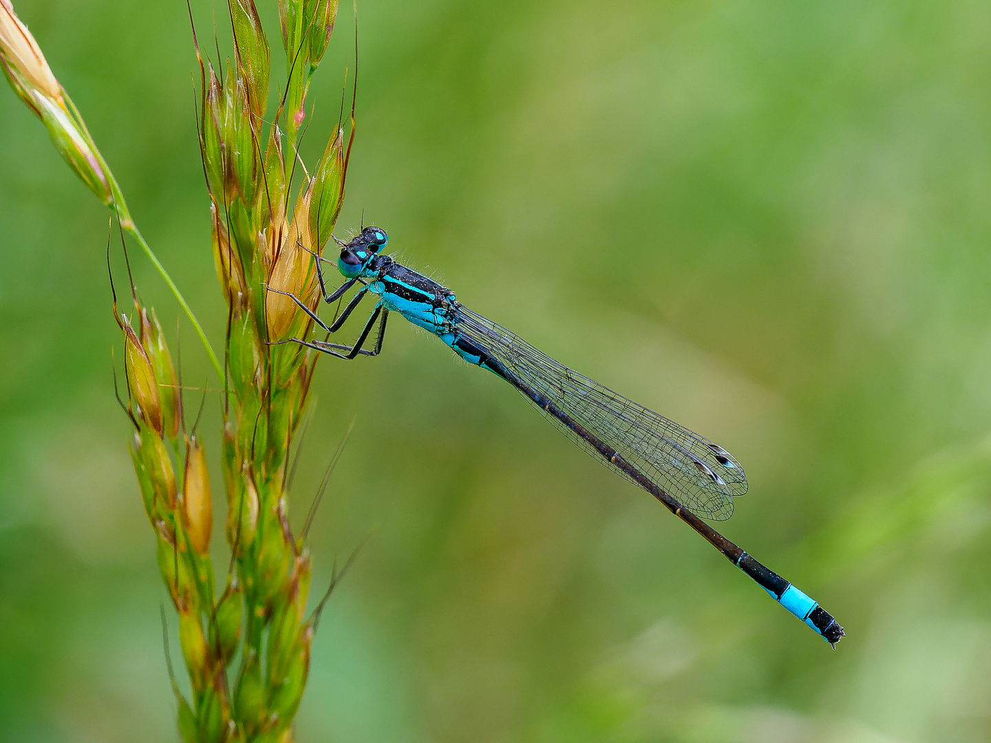 Die Große Pechlibelle (Ischnura elegans) 