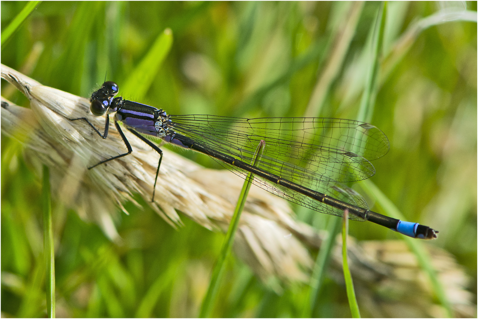 Die Große Pechlibelle (Ischnura elegans) . . .