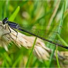 Die Große Pechlibelle (Ischnura elegans) . . .