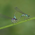 Die Große Pechlibelle (Ischnura elegans)