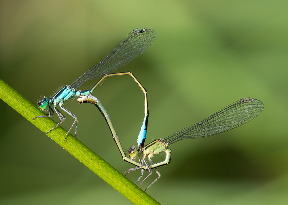 Die Große Pechlibelle (Ischnura elegans) bei der Paarung (FSK18)