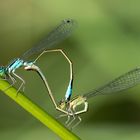 Die Große Pechlibelle (Ischnura elegans) bei der Paarung (FSK18)