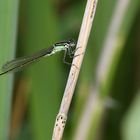  DIE GROSSE PECHLIBELLE (ISCHNURA ELEGANS) ...