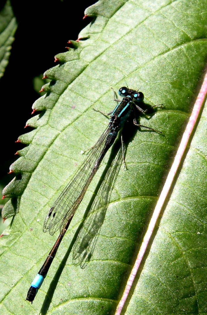 Die Große Pechlibelle (Ischnura elegans)