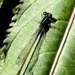 Die Große Pechlibelle (Ischnura elegans)