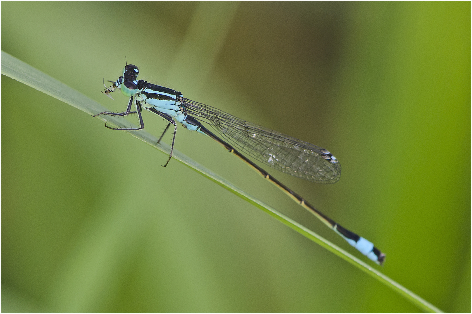 Die Große Pechlibelle (Ischnura elegans) ? . . .