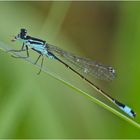 Die Große Pechlibelle (Ischnura elegans) ? . . .