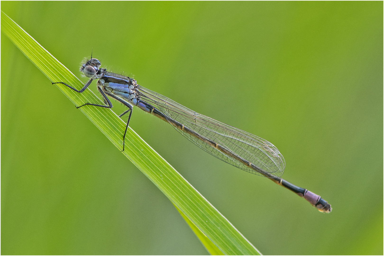 Die Grosse Pechlibelle (Ischnura elegans) ist . . .