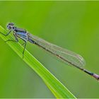 Die Grosse Pechlibelle (Ischnura elegans) ist . . .