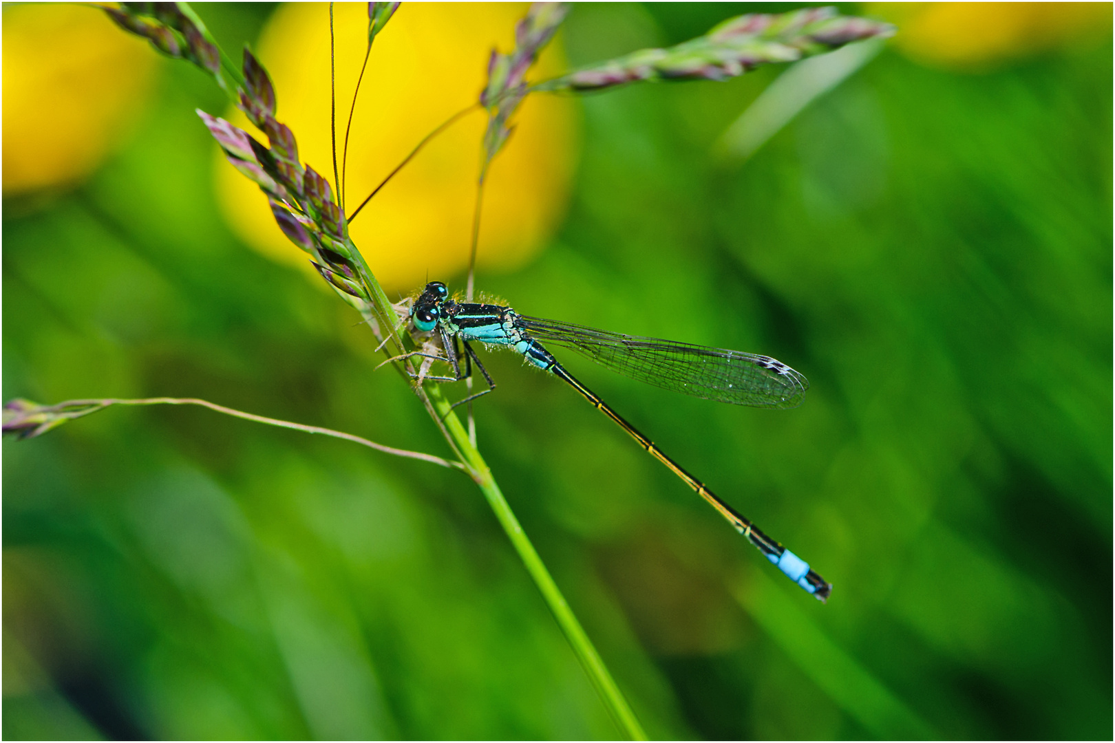 Die Große Pechlibelle (Ischnura elegans) ist . . .