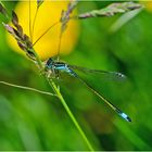 Die Große Pechlibelle (Ischnura elegans) ist . . .