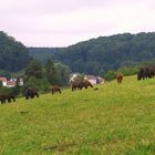 Die große Pferdeweide am Ortsrand von Urspring