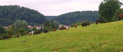 Die große Pferdeweide am Ortsrand von Urspring