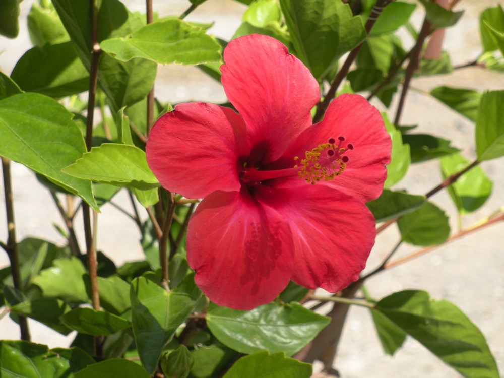 Die große, rote Blüte Foto & Bild pflanzen, pilze & flechten, blüten