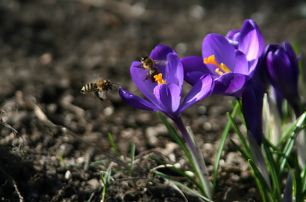 Die große Sause unter den Bienen