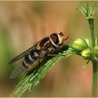 Die Große Schwebfliege (Syrphus ribesii)...