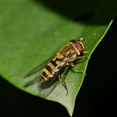 Die "Große" Schwebfliege (Syrphus ribesii), ein Männchen.