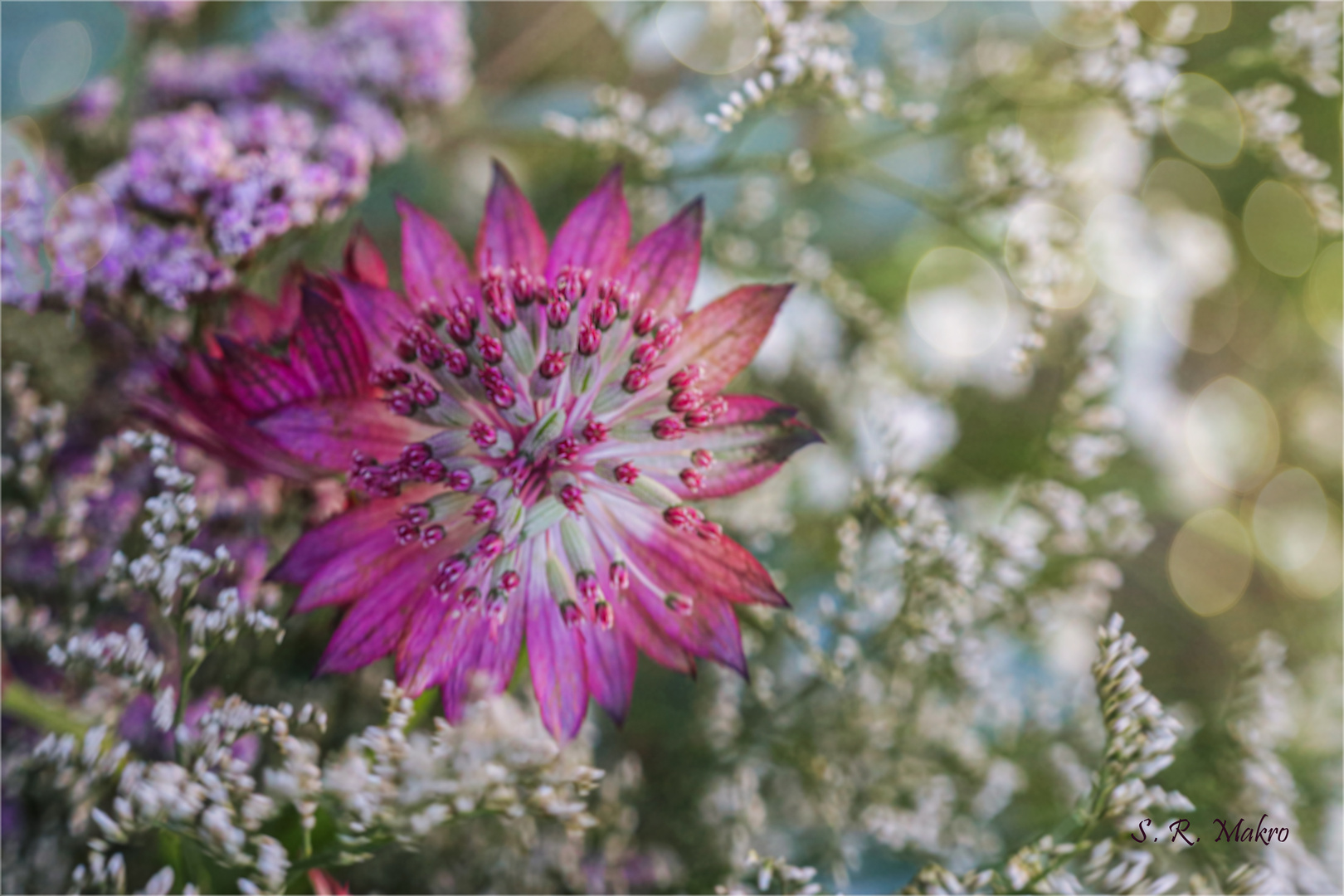 Die Große Sterndolde (Astrantia major)