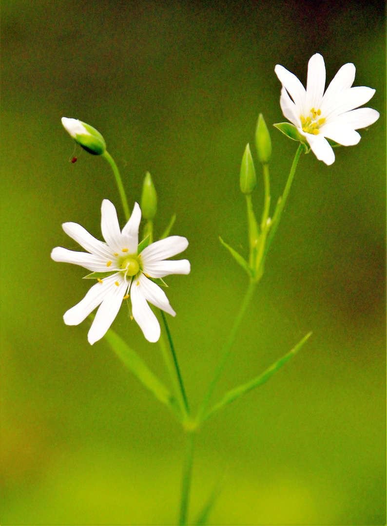 Die Große Sternmiere (Stellaria holostea)