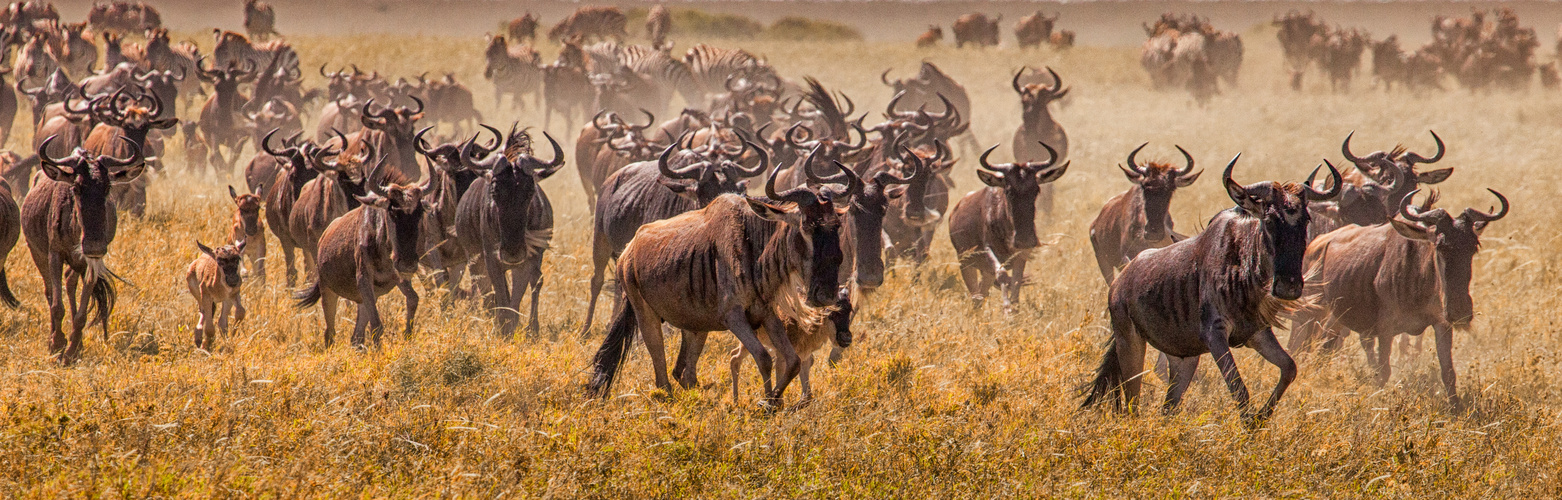 die Große Tierwanderung