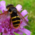 Die Große Torf-Schwebfliege