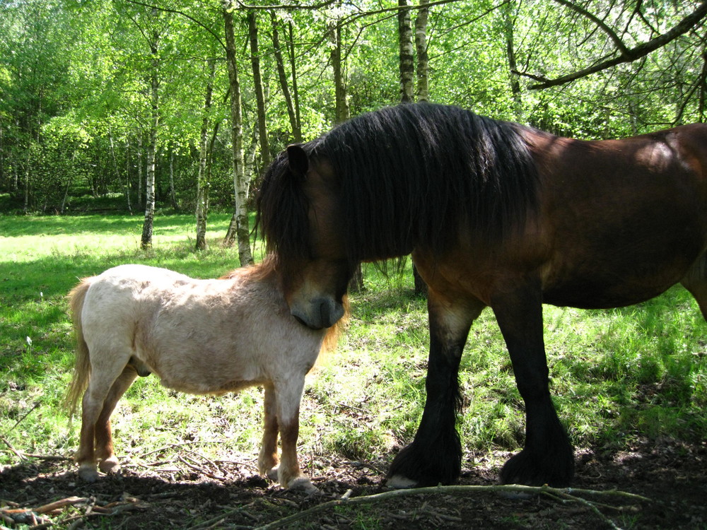 Die Große und der Kleine