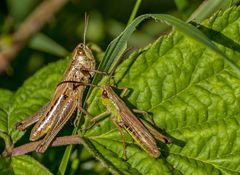 Die "GROSSE" und die "Kleine"