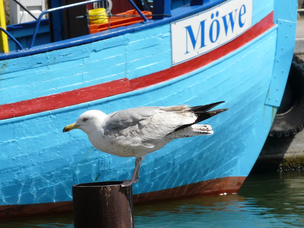 die große und die kleine Möwe