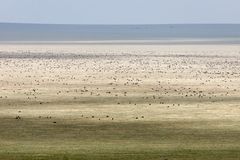 Die große Wanderung.