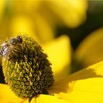 DIE GROSSE WELT DER KLEINEN TIERE