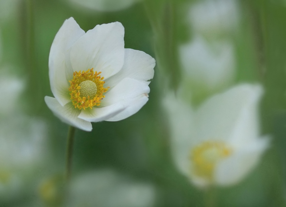 Die große wilde Anemone...