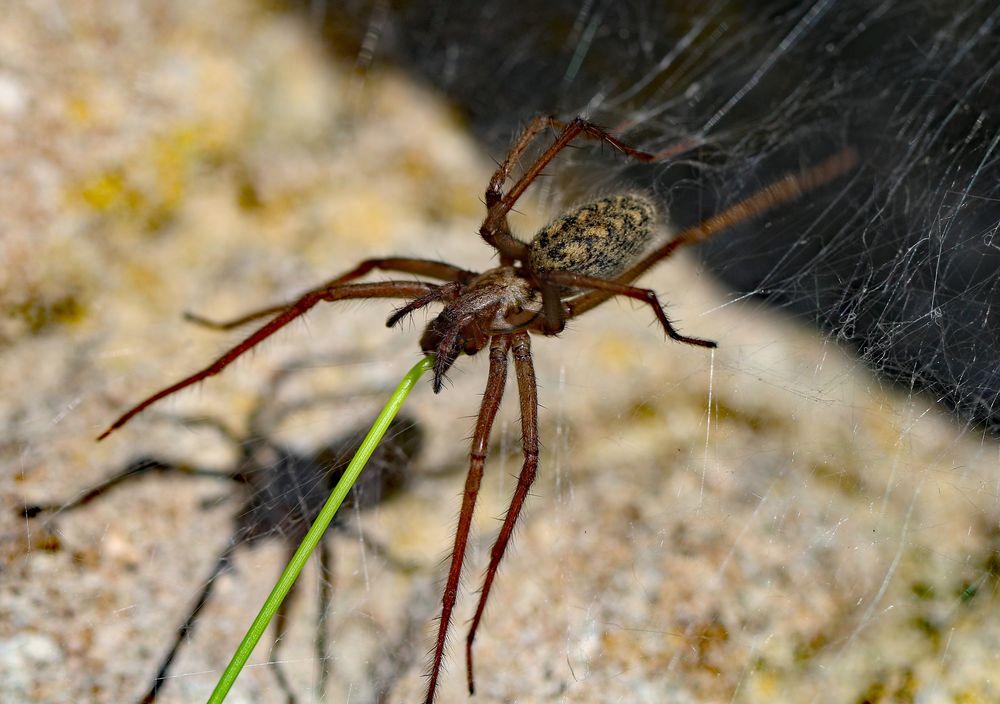 die Große Winkelspinne