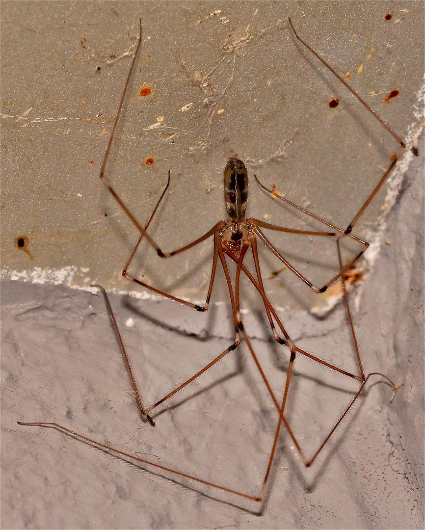 Die Große Zitterspinne (Pholcus phalangioides) - ich vermute, ein Männchen -  . . .