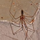 Die Große Zitterspinne (Pholcus phalangioides) - ich vermute, ein Männchen -  . . .