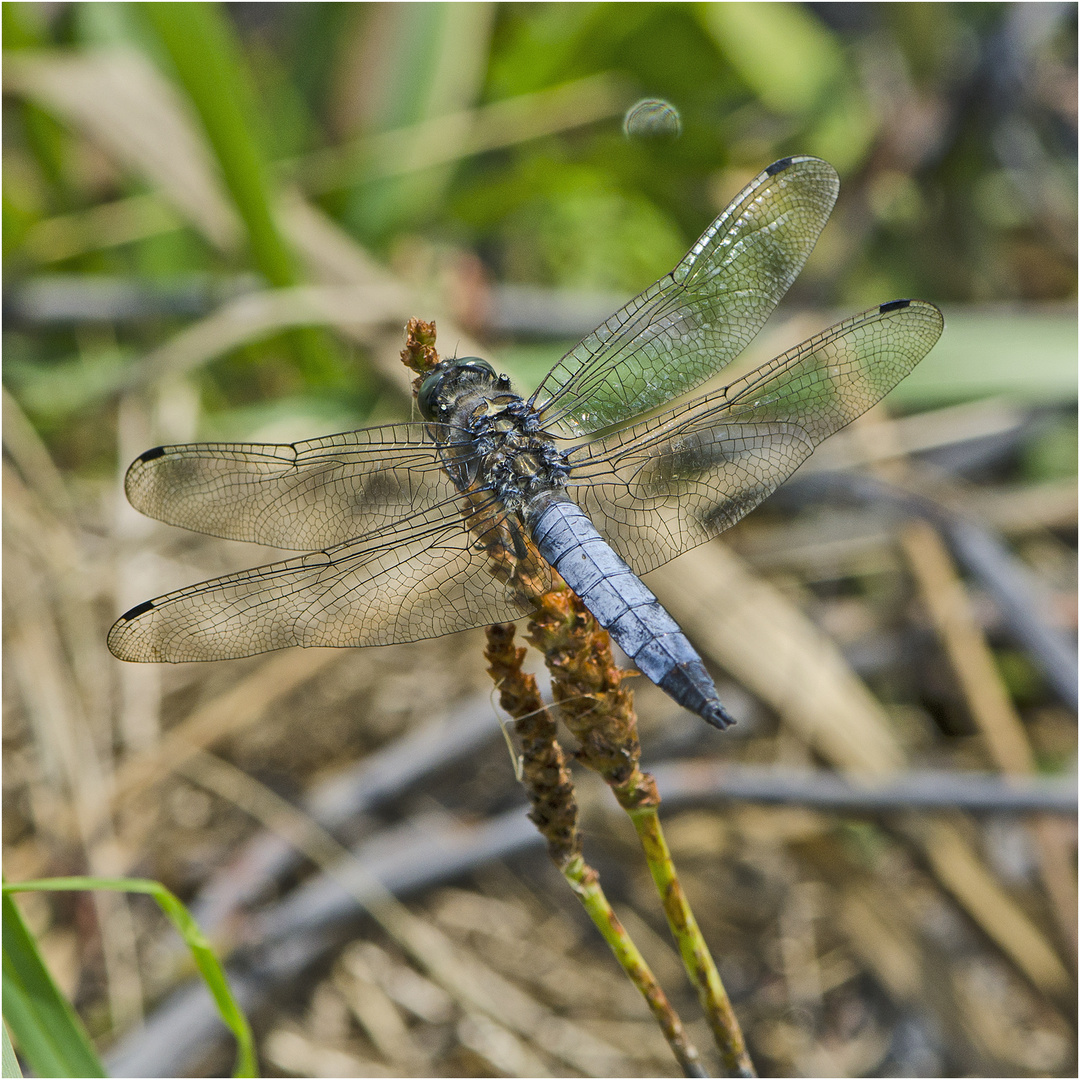 Die Großen Blaupfeile (Orthetrum cancellatum)  . . .