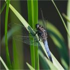 Die Großen Blaupfeile (Orthetrum cancellatum) fand . . .