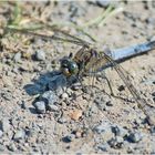 Die Grossen Blaupfeile (Orthetrum cancellatum) sind . . . 