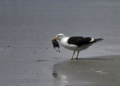 Die Grossen fressen die Kleinen