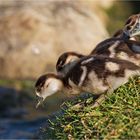 Die grossen Tierwanderung