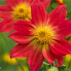 Die Großmutter aller Dahlien die Scharlach-Dahlie (Dahlia coccinea)