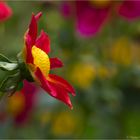 Die Großmutter aller Dahlien die Scharlach-Dahlie (Dahlia coccinea).