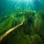 Die Grünalgen im Echinger Weiher...