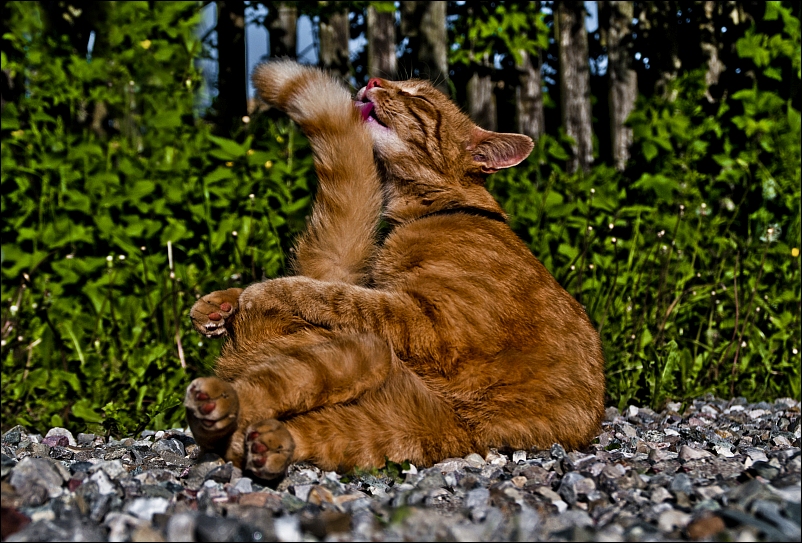 ...die gründliche Reinigung des Kater Moritz vorm nächtlichem Rendevouz