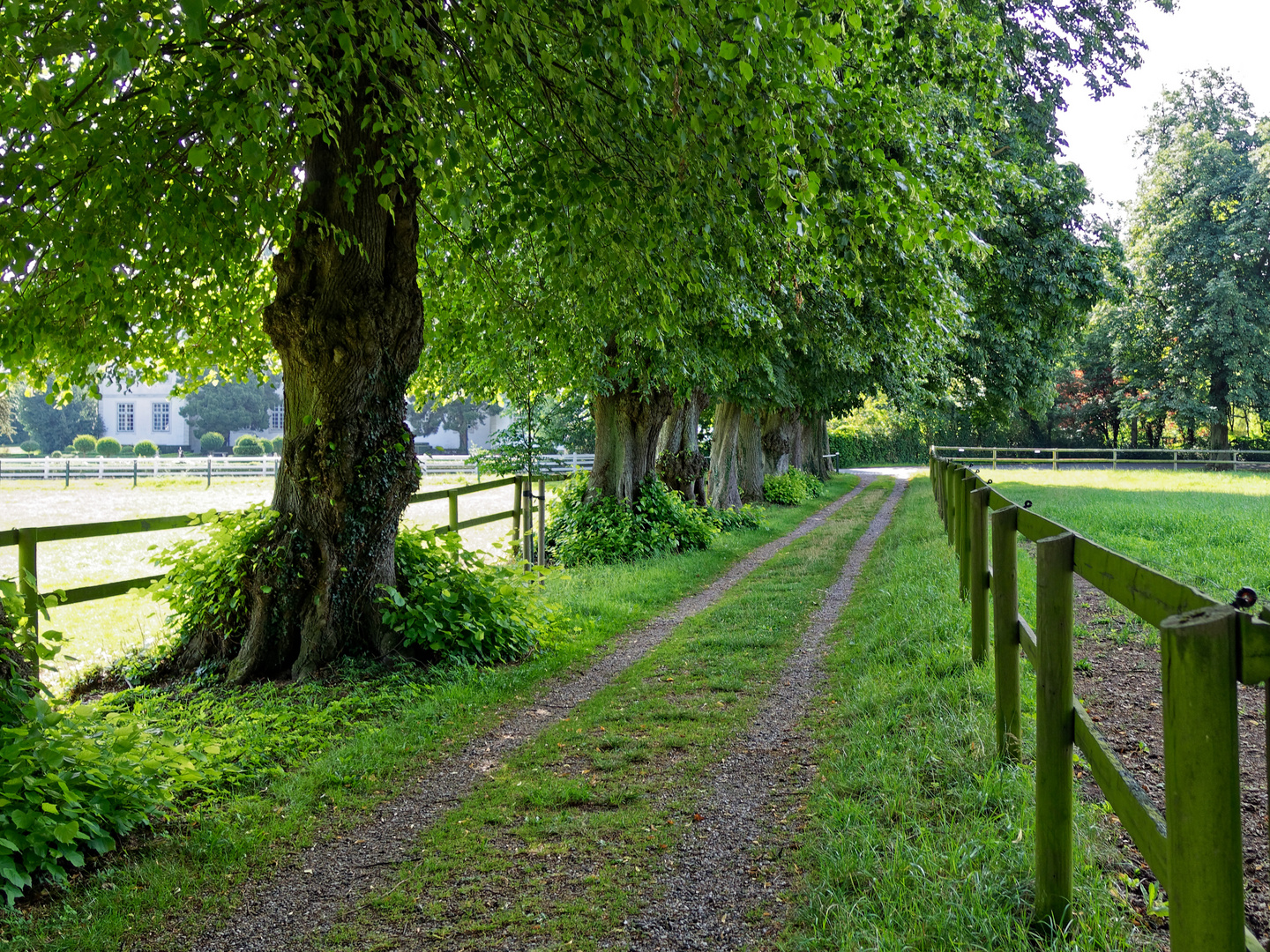 Die grüne Allee 